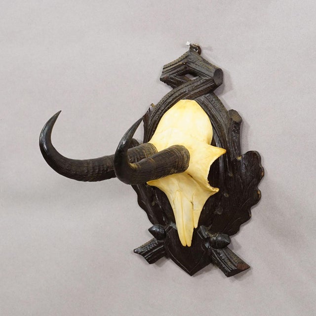 Rustic European Antique Chamois Trophy on Carved Plaque, Germany Ca. 1930s For Sale - Image 3 of 5