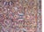 Early 20th Century Persian Kirman Rug For Sale In Chicago - Image 6 of 15