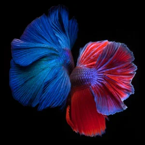 "Betta Twins 2" Contemporary Photograph of a Fish