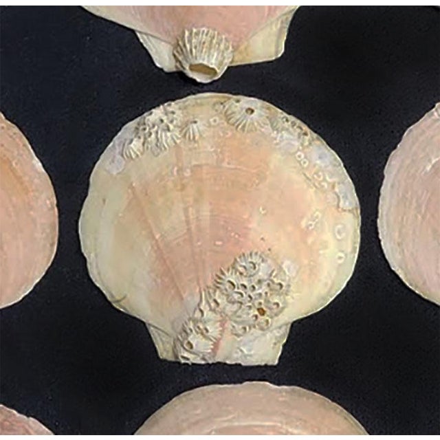 Nautical Pink Sea Shell Collection - Set of 12 For Sale - Image 3 of 3