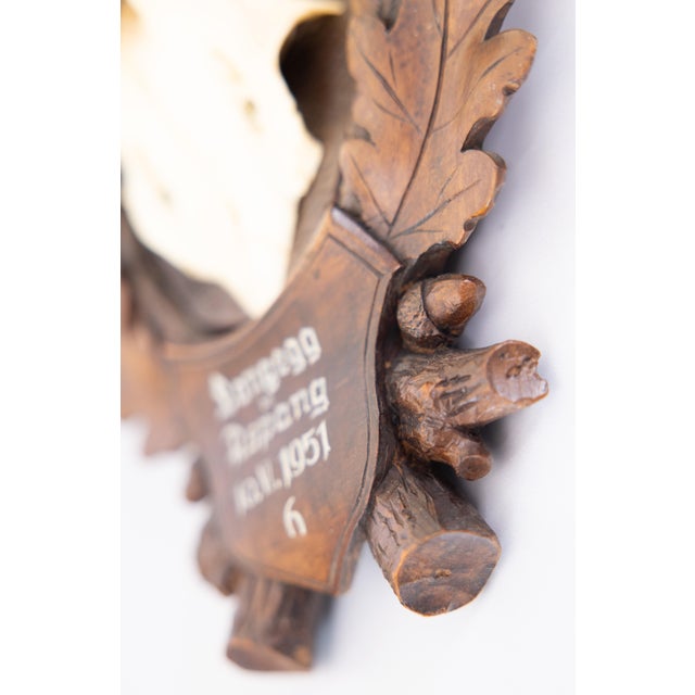 1950s Black Forest Roe Deer Antlers Hunting Trophy 1951 Mount For Sale - Image 5 of 7