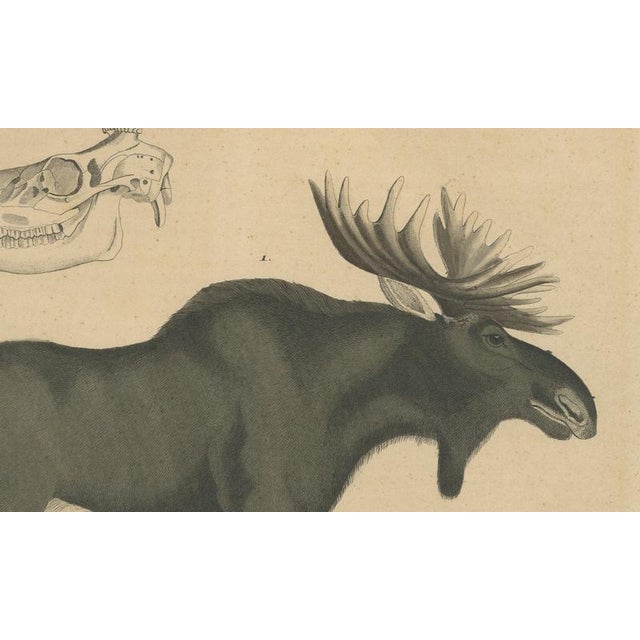 Early 19th Century C. Schach, Moose / Eurasian Elk & Antler Anatomy, 1845, Lithograph For Sale - Image 5 of 9
