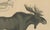 Early 19th Century C. Schach, Moose / Eurasian Elk & Antler Anatomy, 1845, Lithograph For Sale - Image 5 of 9