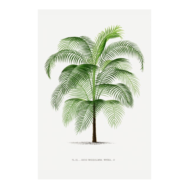 Tropical Palm Study, Vintage Botanical Art Print Reproduction, 24" X 36" For Sale