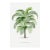 Tropical Palm Study, Vintage Botanical Art Print Reproduction, 24" X 36" For Sale