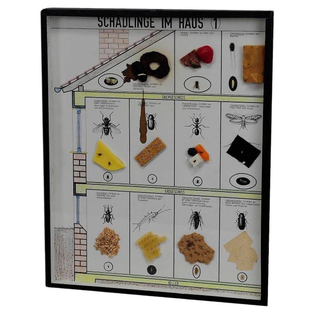 Vintage School Teaching Display of Household Pests, 1960s For Sale