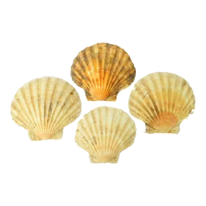 French Natural Baking Shells, Set of 4