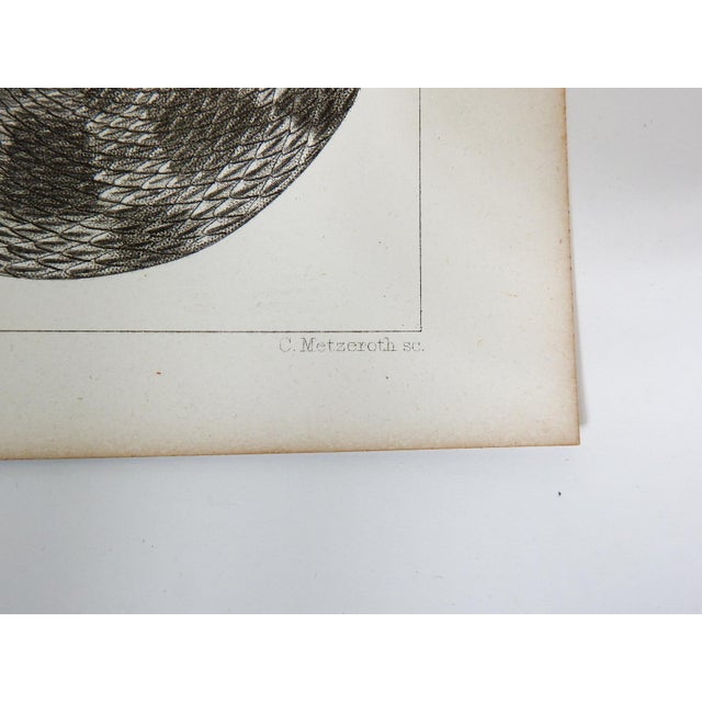 Antique mid 19th century lithograph on paper of snake book plate. Published by the US Pacific Railroad Exploration and...