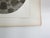 Antique mid 19th century lithograph on paper of snake book plate. Published by the US Pacific Railroad Exploration and...