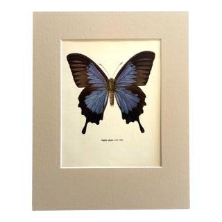 Vintage 1965 Butterfly Print: Papilio Ulysses/Blue Mountain Butterfly, 11x14 Mat For Sale