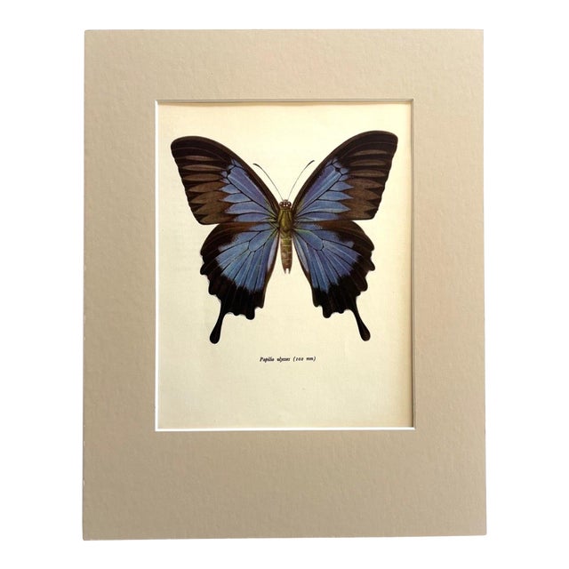 Vintage 1965 Butterfly Print: Papilio Ulysses/Blue Mountain Butterfly, 11x14 Mat For Sale
