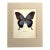 Vintage 1965 Butterfly Print: Papilio Ulysses/Blue Mountain Butterfly, 11x14 Mat For Sale