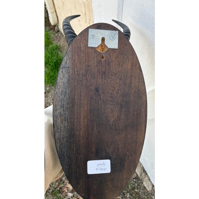 Animal Skin African Springbok Antelope Skull Mount Taxidermy South Africa For Sale - Image 7 of 10