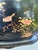 Vintage Black Lacquer Chinoiserie Bird Tray For Sale - Image 15 of 15