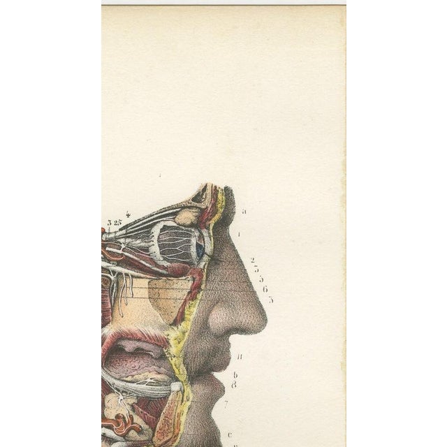 Paper Hirschfeld and Leveille, the Nervous System of the Whole Body, Hirschfeld Double Folding Plate, 1866, Paper For Sale - Image 7 of 12