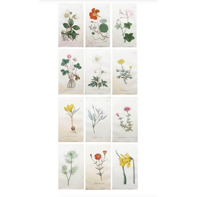 After Sowerby, Botanical Prints, 1793, Lithograph, Set of 12 For Sale - Image 14 of 14