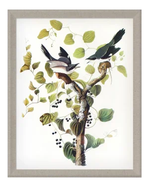 Audubon 2, Framed Artwork
