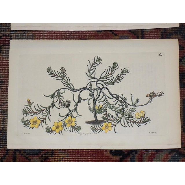Antique Early 19th Century Hand Colored Copperplate Botanical Engravings - Set of 4 For Sale - Image 4 of 7