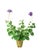 Paper Geranium plant with hand painted leaves and 2 blossoms in a beautiful aged terra cotta pot. Pictured here in purple...