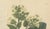 Nicotiana Rustica, 1800s, Paper For Sale - Image 3 of 10