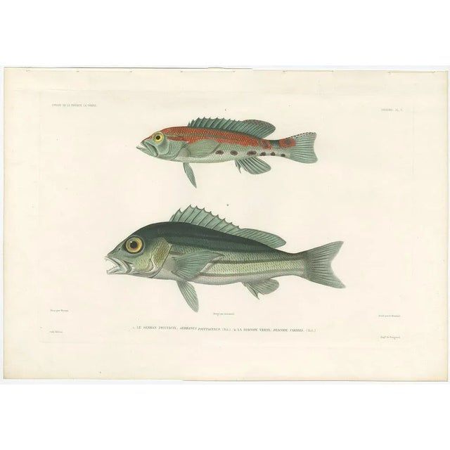 Antique Print of Parrot Hind and Green Diacope – French Voyage, 1846 This hand-colored lithograph features two tropical...