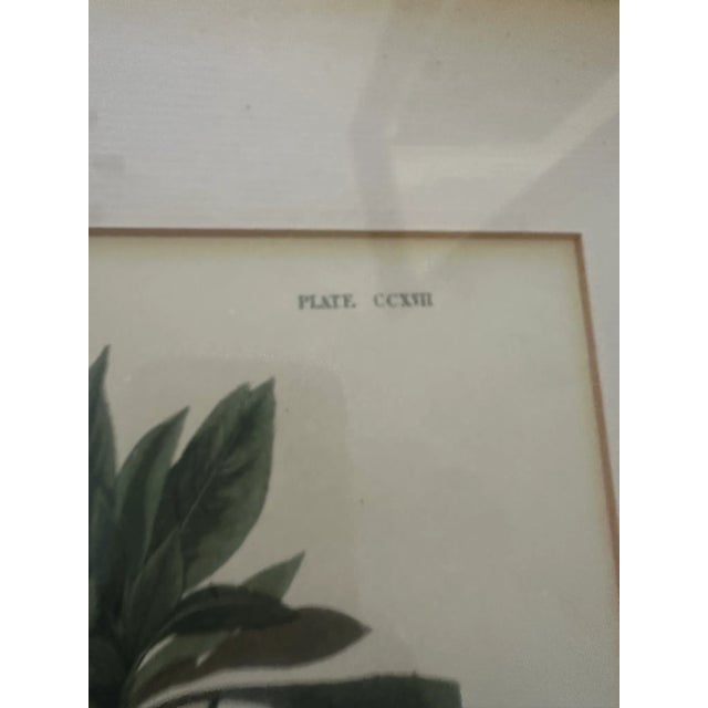 American Great Blue Heron by John James Audubon – Original Mid-19th Century Lithograph, Framed For Sale - Image 3 of 7