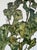 Paper Egon Schiele (1890-1918), Sunflowers, 1917, Printed in Italy For Sale - Image 7 of 12