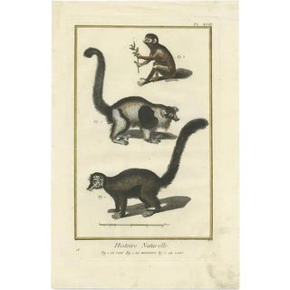 Diderot, A Vari, Mongoose and Lori, 1774, Print For Sale