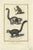 Diderot, A Vari, Mongoose and Lori, 1774, Print For Sale