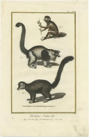 Diderot, A Vari, Mongoose and Lori, 1774, Print