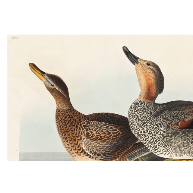 Black Gadwall Duck, Vintage Art Print Reproduction From Birds of America by John James Audubon, 60" X 40" For Sale - Image 8 of 11