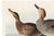 Black Gadwall Duck, Vintage Art Print Reproduction From Birds of America by John James Audubon, 60" X 40" For Sale - Image 8 of 11