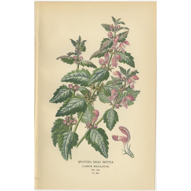 Botanical Prints Hybrid Coleus, 1897, Paper, Set of 3 For Sale - Image 4 of 6