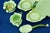Art Nouveau Strawberry Service in Vitrified Majolica by George Jones, England, 1882, Set of 5 For Sale - Image 17 of 18