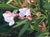 Contemporary Oleander by Sheri Farabaugh | Oil on Board Painting of white oleander flowers and green leaves For Sale - Image 3 of 3