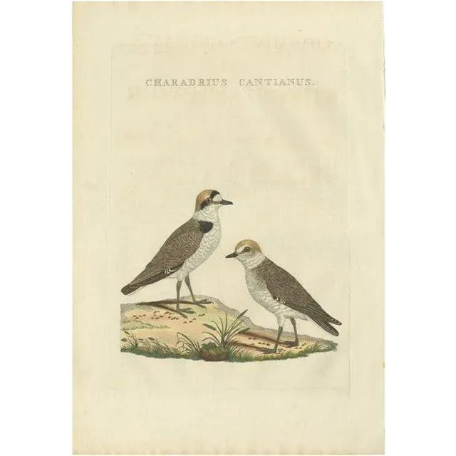 Early 19th Century Sepp, Houttuyn & Nozeman, The Kentish Plover, 1829, Print For Sale - Image 5 of 5