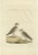 Early 19th Century Sepp, Houttuyn & Nozeman, The Kentish Plover, 1829, Print For Sale - Image 5 of 5