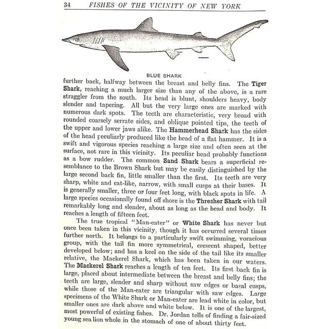 1910s "Fishes of the Vicinity of New York City" 1918 Nichols, John Treadwell For Sale - Image 5 of 9