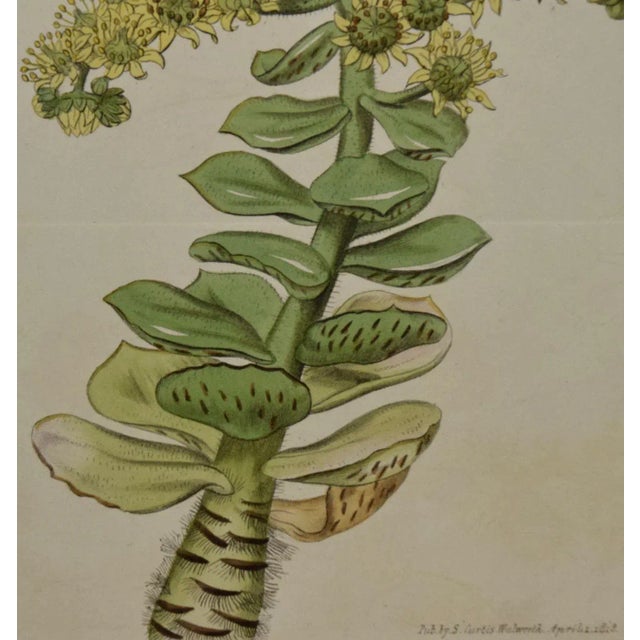 Flowering Houseleek Plant: A 19th C. Hand-Colored Botanical Engraving by Curtis, 1818 For Sale - Image 4 of 4