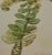 Flowering Houseleek Plant: A 19th C. Hand-Colored Botanical Engraving by Curtis, 1818 For Sale - Image 4 of 4