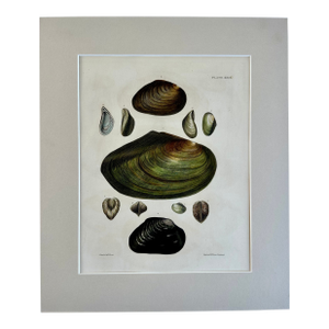 Sea Mussel Shells, 19th Century Print (Unframed)
