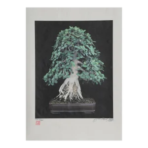 Bonsai #2, Jonathan Singer, Photograph