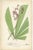 Antique botany print titled 'Licuala gracilis'. Original old print of a species of fan palm. This print originates from...