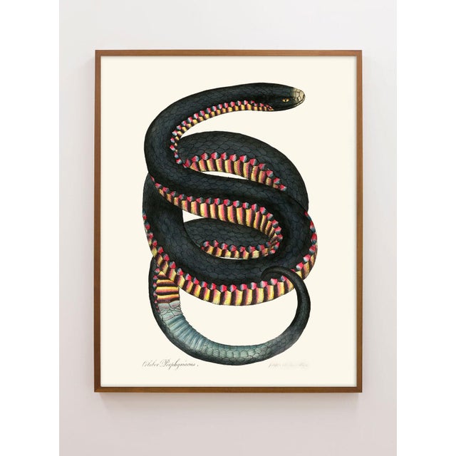 Vintage Rainbow Snake Giclée For Sale - Image 4 of 4