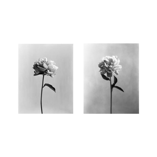 Pair of 'Poeny No.3' and 'Poeny No.4' Each print 8x10" from limitd edition of 30. Photographed in London, United Kingdom...