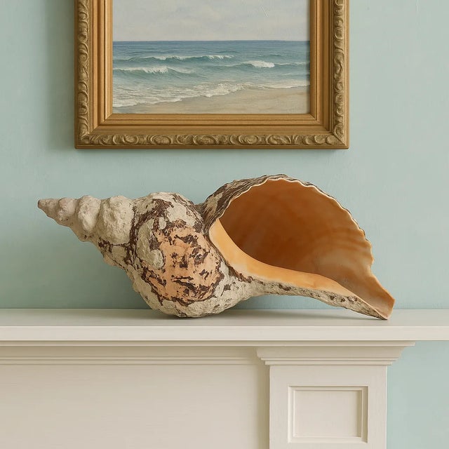 Discovered off the shores of the Sea of Cortez in the early 1970s, this magnificent Horse Conch shell is a show-stopping...