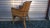 Wood Rattan & Wicker Armchair, 1970s For Sale - Image 7 of 12