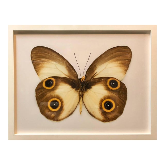 Elisabeth Montagnier, Butterfly, Modern French Framed Photograph For Sale
