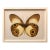 Elisabeth Montagnier, Butterfly, Modern French Framed Photograph For Sale