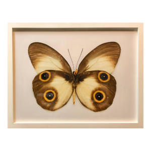 Elisabeth Montagnier, Butterfly, Modern French Framed Photograph